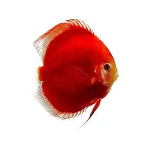 热带观赏鱼活体七彩神仙图片