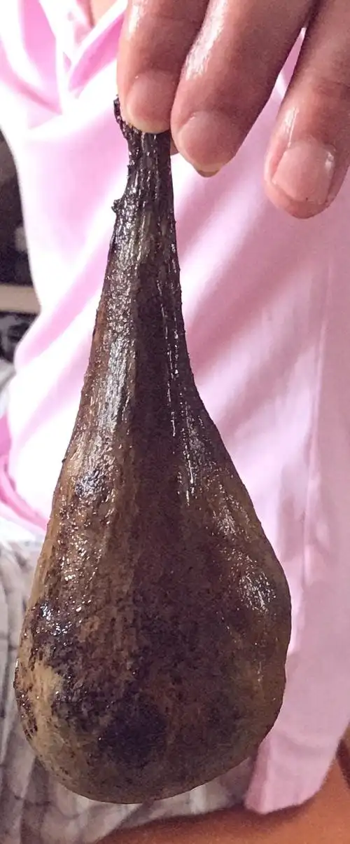 "药中黄金":你不能不知的保健养生珍稀极品——熊胆