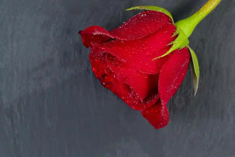 关闭一朵原始的红玫瑰石板上有水滴浪漫的概念