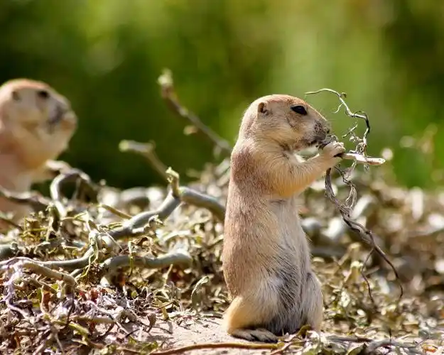 夏季自然地鼠 750x1334 iphone 8/7/6/6s 壁纸,图片,背景,照片