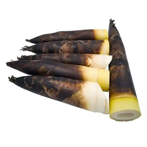 雷竹笋 蒲江明月村巨好吃雷笋基地直供批发欢迎大宗采购量大价优