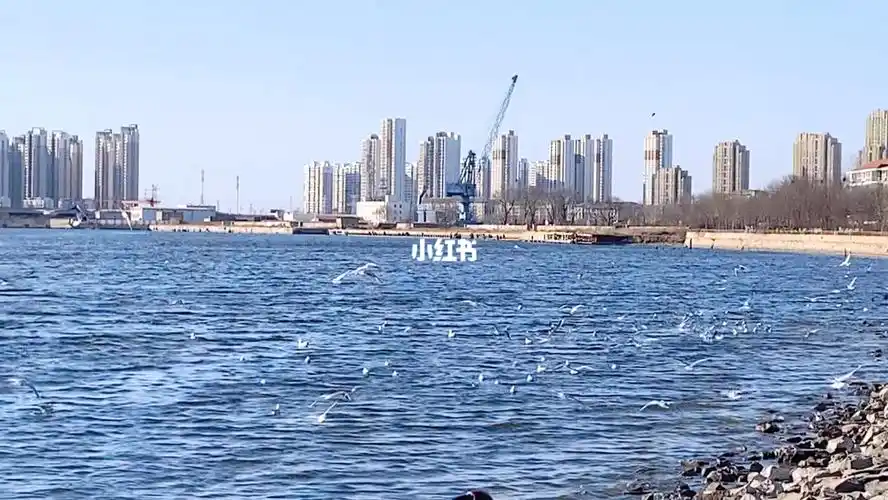 天津塘沽老码头海鸥