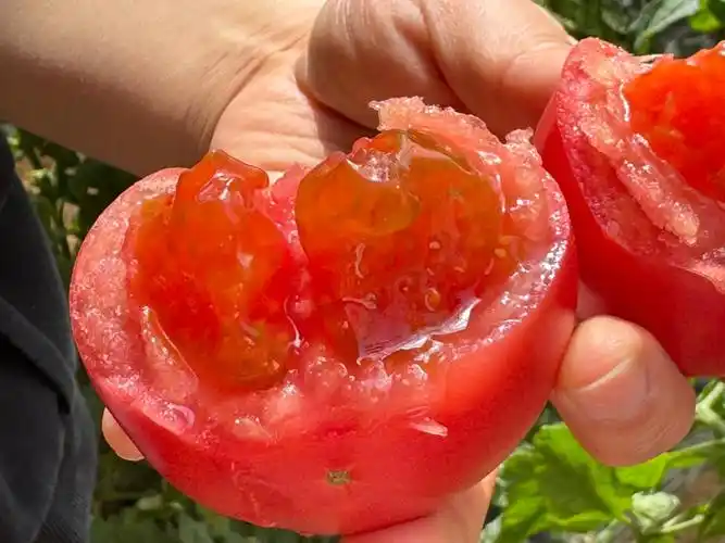 哇!这个西红柿也太好吃了吧