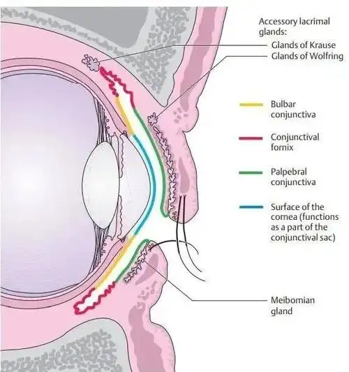 蓝色为角膜,黄色为球结膜,红色为结膜上穹和结膜下穹 | a. k.