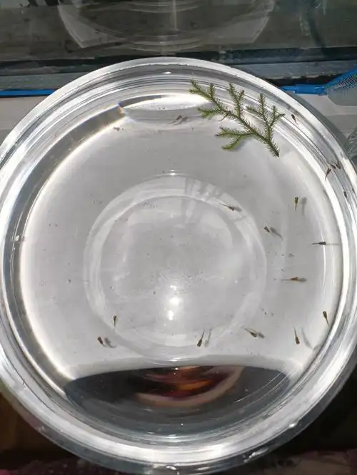 孔雀鱼妈生了可喜可贺