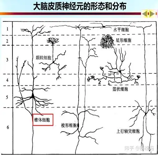 细胞的分层分布导致了大脑皮层的6层结构——分子层(1),外颗粒层(2)