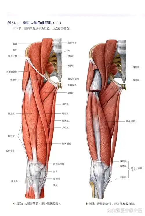 缝匠肌 br>7815股四头肌(quadriceps femoris)  br>部位:大腿前面