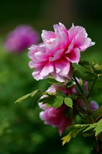 景山盛开牡丹花 你看