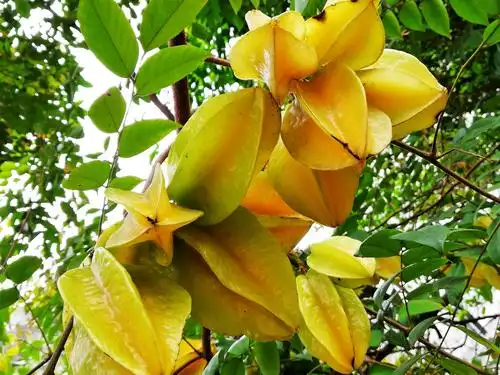 写美篇两棵杨桃和一棵枇杷树亦年年果实累枝,煞是喜人…… 日出竹枝长