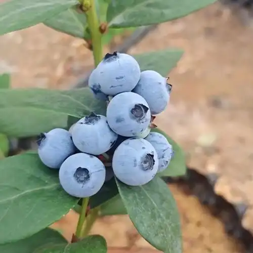 蓝莓鲜果大山蓝莓新鲜蓝莓孕妇水果当季蓝莓大果果园现摘地头直发