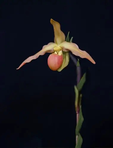 由大西洋摄影家协会主办国际兰花摄影大赛举行颁奖典礼