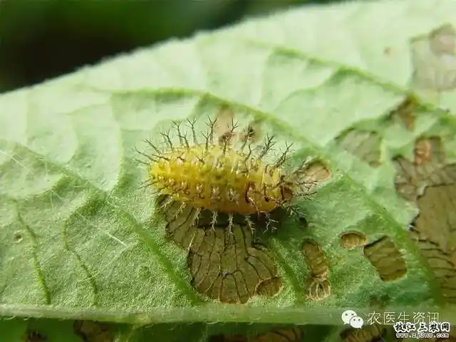 马铃薯瓢虫幼虫