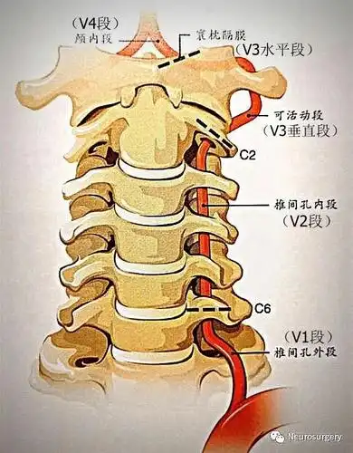 一,椎动脉分段本文研究了8例16侧头颈部尸体标本