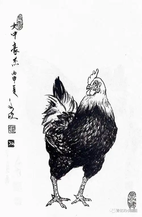 工笔画基础常识(十)鸡的白描技法