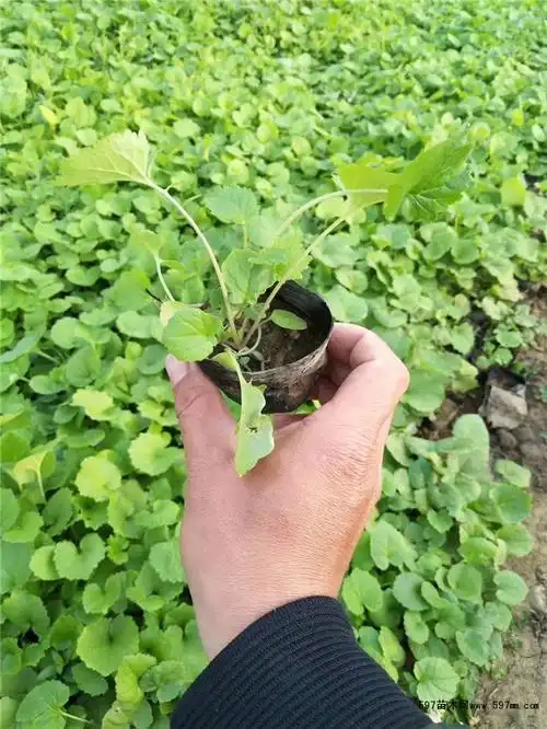 批发二月兰 小苗 质量好 成活率高-597苗木网