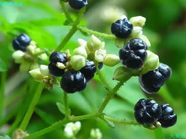 中药植物火炭母草简介