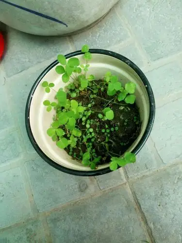 到了第十三天,我发现小苗有了变化,多了一张叶子,果然是三叶草