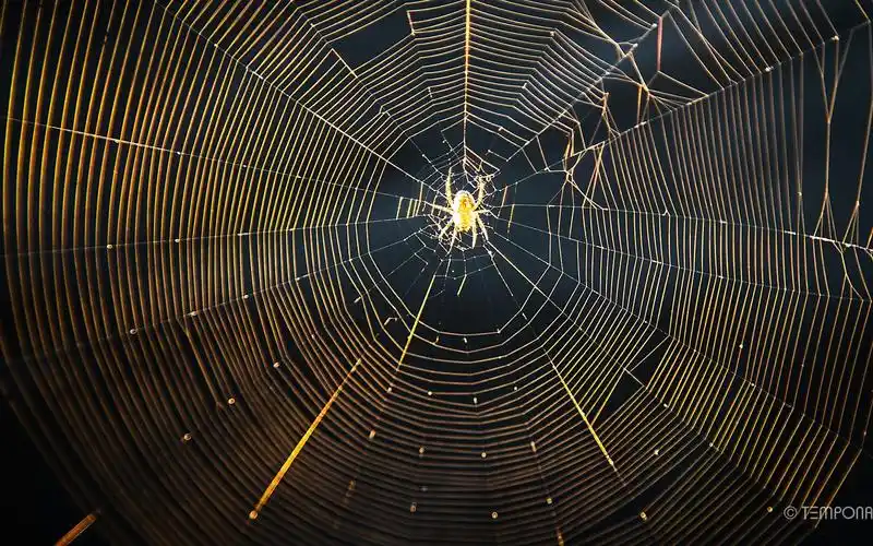 【延时摄影】蜘蛛结网过程