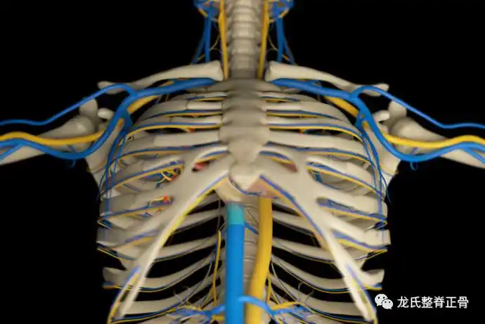 67人龙骨——人体脊柱全息图(高清)