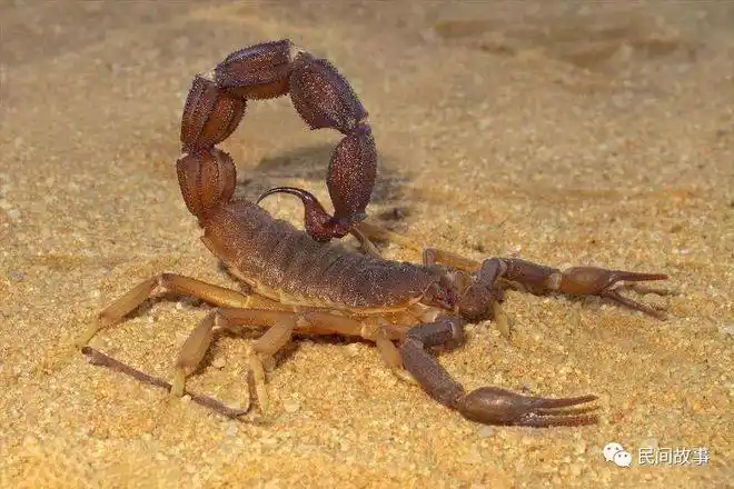 听说小忆是到乡下收集古董的,艳艳突然眼睛一亮:"我爸爸有个蝎子,一直