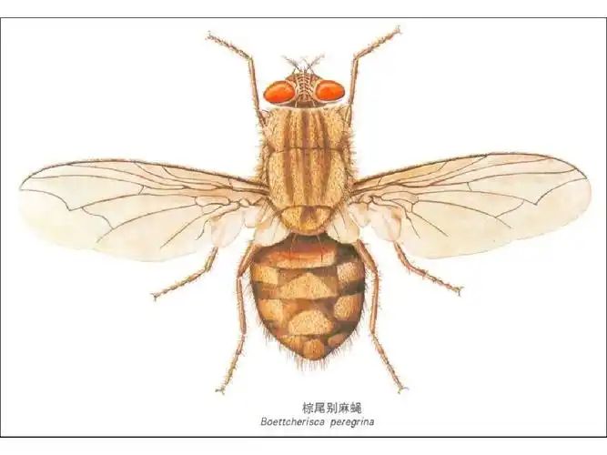 医学寄生虫学中的节肢动物图片.