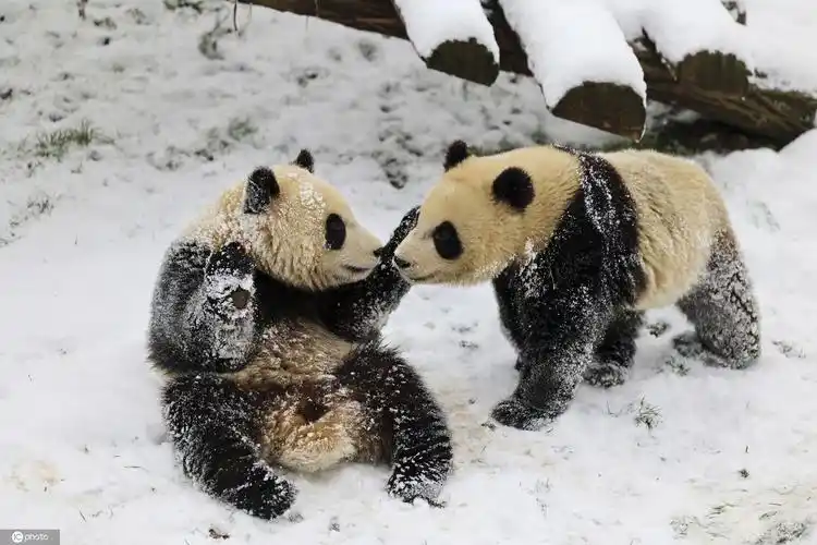比利时小动物享受冬日雪趣 大熊猫雪中嬉戏打闹太萌了!
