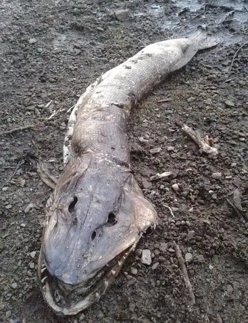 湖岸发现不明生物看起来龇牙咧嘴十分可怕有人说这是水怪