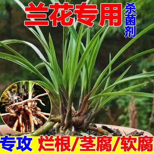 恶霉灵杀菌剂兰草土壤消毒多肉烂根黑腐病黑斑病兰花根腐病专用药