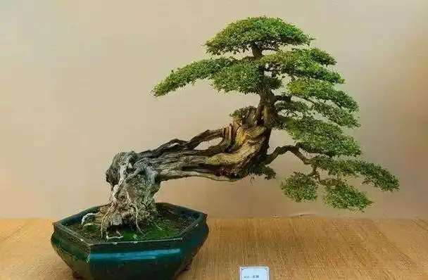 临水式盆景如何造型