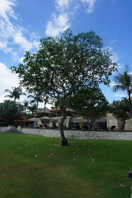 高大的鸡蛋花树