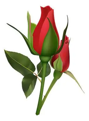 两朵鲜艳的玫瑰花