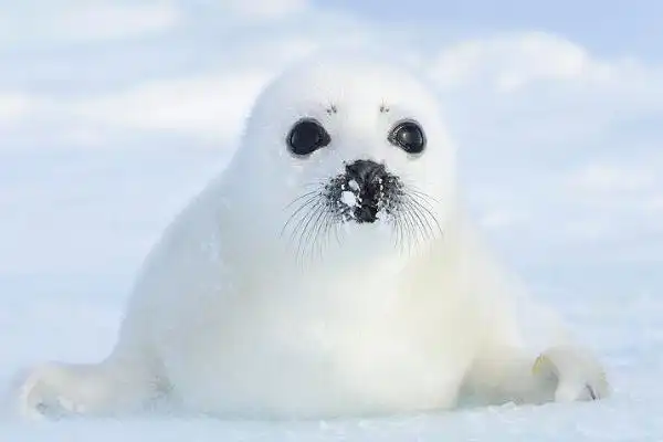 竖琴海豹世界上最萌的海豹幼崽全身白毛圆滚滚