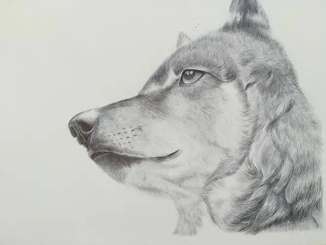 狼|纯艺术|素描|barnett01 - 原创作品 - 站酷 (zcool)