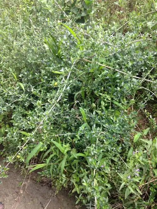 新鲜中药材满天星六月雪日日有路边姜天星木牛牧草鸡骨柴黄花蚊