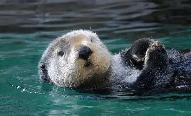 水獭|动物|捕鱼_网易订阅