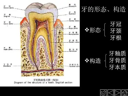 课件 重点 牙的形态,构造 形态 牙冠 牙颈 牙根 牙釉质 牙骨质 牙本质