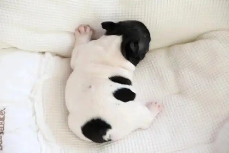 肥肥的小法斗奶牛宝宝满月啦