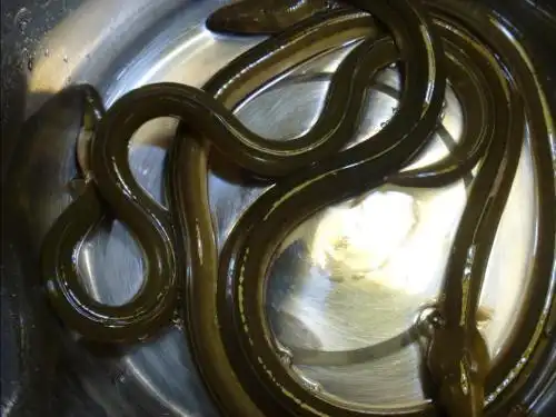 厦门哪里可以买到野生土龙,价格是多少?