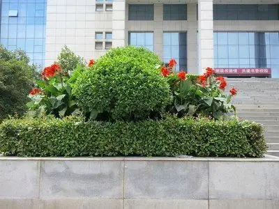 ↑ 办公楼前绿化