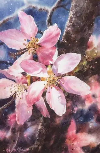 水彩樱花︴ling ching -che