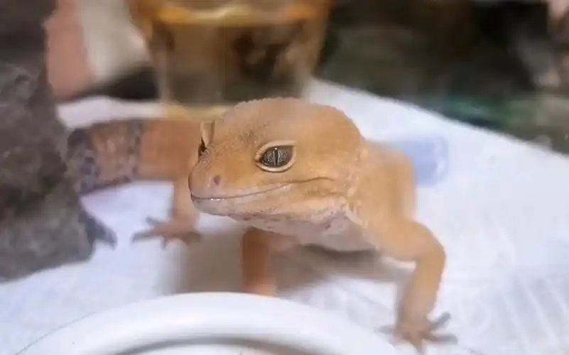 关于崽崽——一条萝卜豹纹守宫的一分钟_哔哩哔哩_bilibili