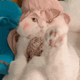 网红猫咪 | 大脸猫球球表情包 第七弹