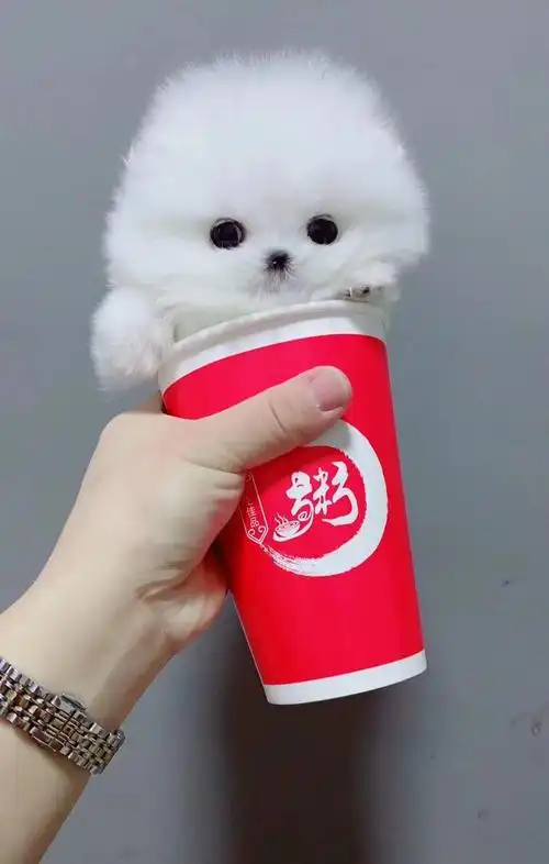 自家大狗生的,茶杯犬哈多利球体博美,最后两只小公便宜卖,先到先挑