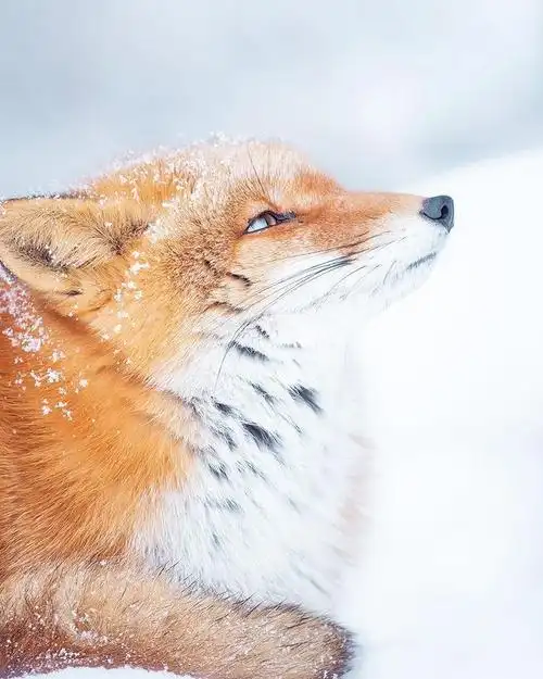 狐狸超话#狐狸##赤狐#狐狸真是个大漂亮大嘴狐都好看08his_ame