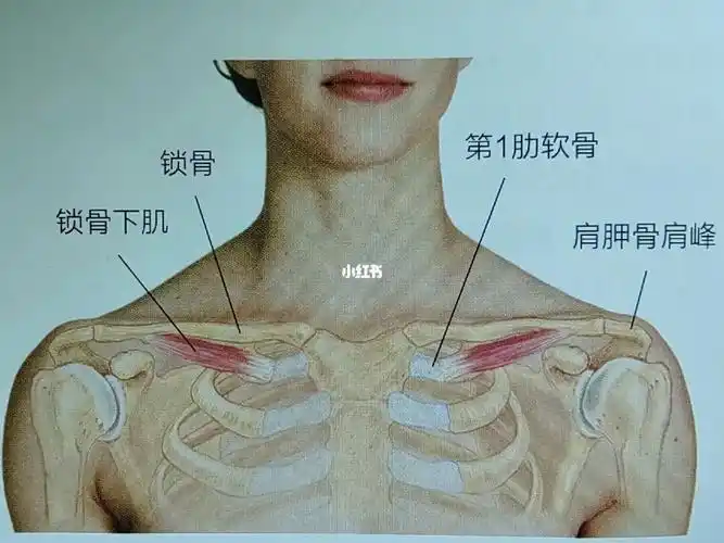 锁骨下肌