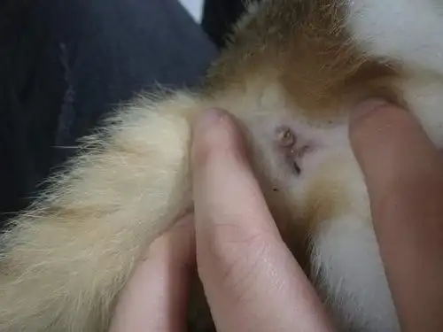 公猫肛门有白色的东西