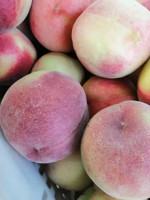 沂蒙毛桃 自家果园桃子,吃着放心!