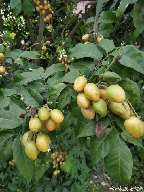 南方常见的黄皮果,妥妥的"黄水晶",咬一口直流口水