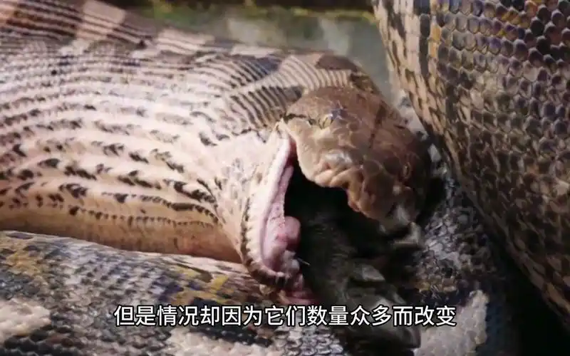 寻找世界上最长的蛇:比较网纹蟒和森蚺的生活方式!