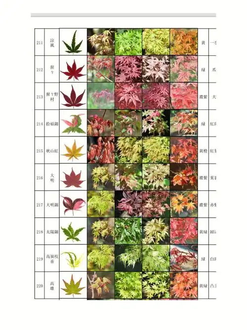 日本红枫系列品种及各季节颜色变化收藏4